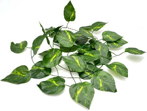 Decorative Green Vine